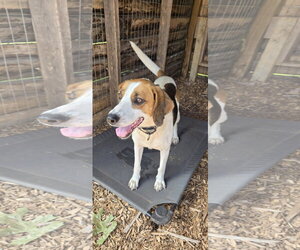 Loretta: Not At shelter (Wendy) - Female Mutt Dog for Adoption - Photo #7