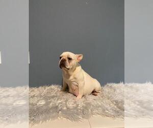Mother of the French Bulldog puppies born on 05/03/2021