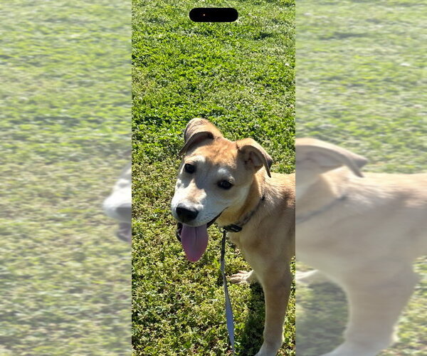 Medium Photo #2 Labsky Puppy For Sale in Claremore, OK, USA