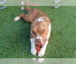Small #1 American Pit Bull Terrier Mix