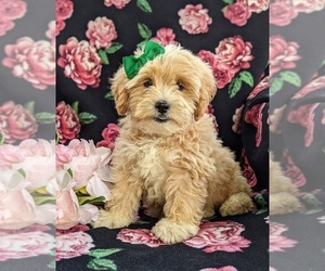 Lhasa-Poo Puppy for sale in LINCOLN UNIV, PA, USA