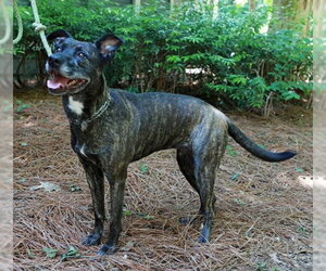 Mutt Dogs for adoption in Rockaway, NJ, USA