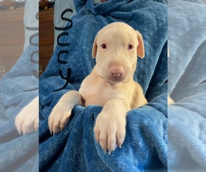 Doberman Pinscher Litter for sale in SUPPLY, NC, USA