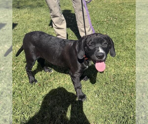 Medium Photo #3 Labrador Retriever-Unknown Mix Puppy For Sale in San Diego, CA, USA