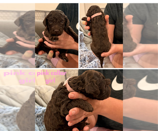 Medium Photo #5 Poodle (Standard) Puppy For Sale in CORYDON, IN, USA