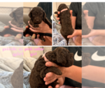 Small #4 Poodle (Standard)
