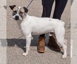 Small #1 American Staffordshire Terrier-Boxer Mix