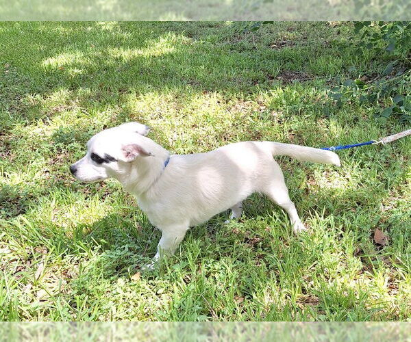 Medium Photo #4 Dachshund-Jack Russell Terrier Mix Puppy For Sale in Missouri City, TX, USA