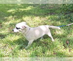 Small #3 Dachshund-Jack Russell Terrier Mix