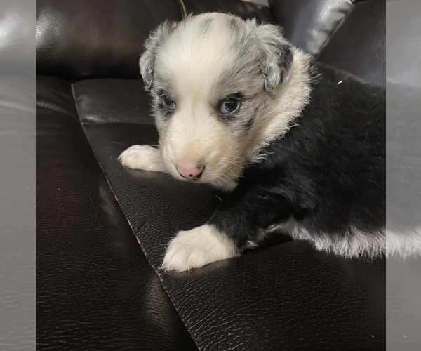 Medium Photo #3 Australian Shepherd Puppy For Sale in BOWLING GREEN, KY, USA