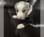 Small Photo #3 Australian Shepherd Puppy For Sale in BOWLING GREEN, KY, USA
