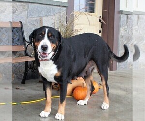 Mother of the Greater Swiss Mountain Dog puppies born on 09/25/2020