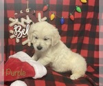 Small Photo #5 English Cream Golden Retriever Puppy For Sale in DEARBORN, MO, USA