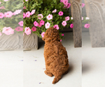 Small #4 Goldendoodle (Miniature)