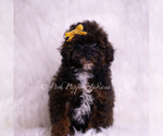 Puppy AKC Lukie Poodle (Toy)