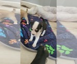 Small #4 Chihuahua