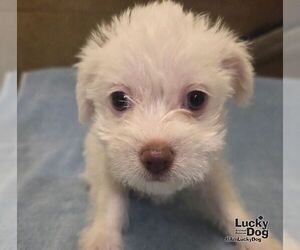 Cairn Terrier-Unknown Mix Dogs for adoption in Washington, DC, USA
