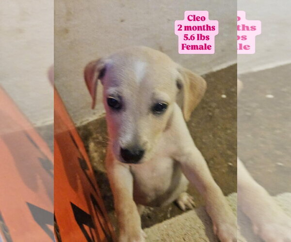 Medium Photo #3 Chihuahua-Labrador Retriever Mix Puppy For Sale in Virginia Beach, VA, USA