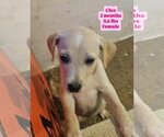 Small Photo #3 Chihuahua-Labrador Retriever Mix Puppy For Sale in Virginia Beach, VA, USA