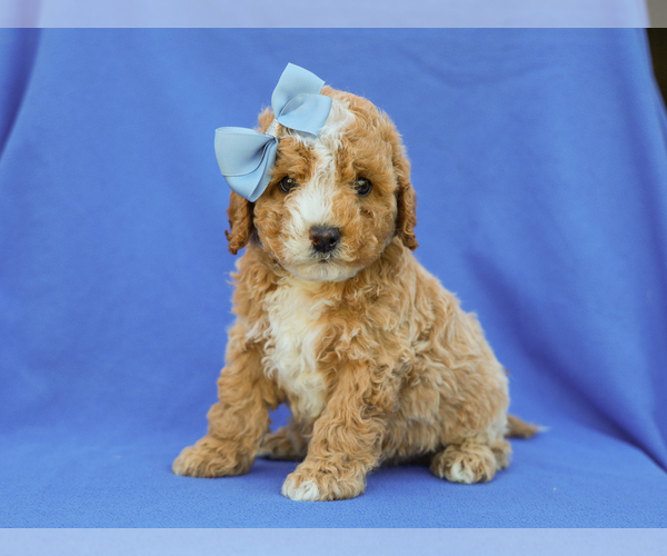 Medium Photo #1 Cavapoo (Miniature) Puppy For Sale in LIBERTY, KY, USA