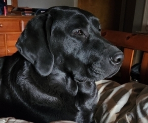 Mother of the Labrador Retriever puppies born on 07/23/2025