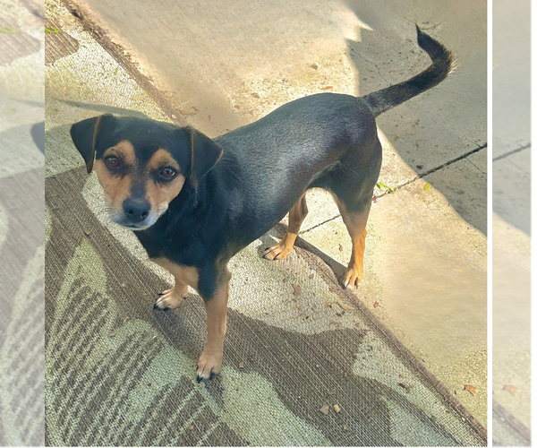 Medium Photo #2 Chihuahua-Unknown Mix Puppy For Sale in Newport Beach, CA, USA