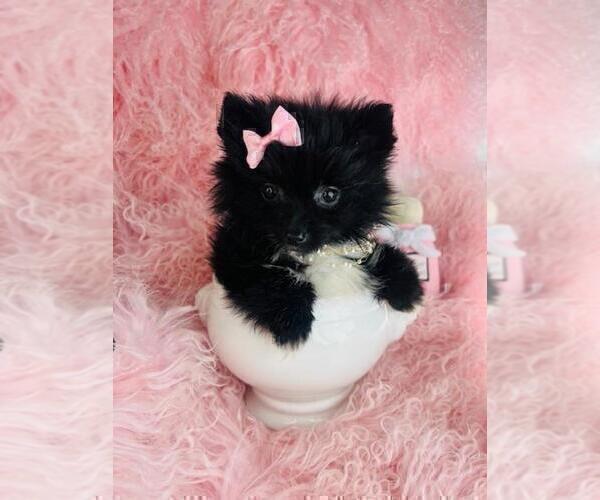 Medium Photo #14 Pomeranian Puppy For Sale in BOSTON, MA, USA