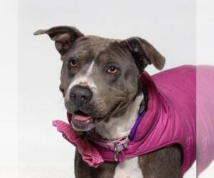 American Pit Bull Terrier-Unknown Mix Dogs for adoption in Santa Maria, CA, USA