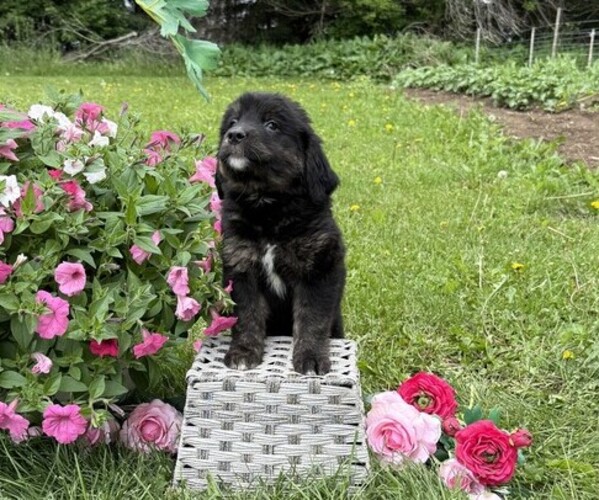 Medium Photo #3 Golden Retriever Puppy For Sale in THORP, WI, USA