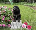 Small #2 Golden Retriever