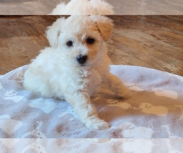 Medium Photo #1 Bichpoo Puppy For Sale in EVERGREEN PARK, IL, USA