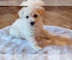 Small Photo #1 Bichpoo Puppy For Sale in EVERGREEN PARK, IL, USA