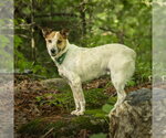 Small Photo #6 Mutt Puppy For Sale in Garden City, NY, USA