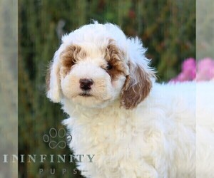 Goldendoodle (Miniature) Puppy for sale in EAST EARL, PA, USA