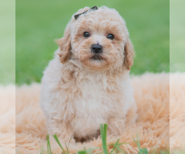 Medium Photo #57 Maltipoo (Miniature) Puppy For Sale in WARSAW, IN, USA