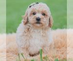 Small #4 Maltipoo (Miniature)