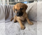 Small #1 Golden Retriever Mix