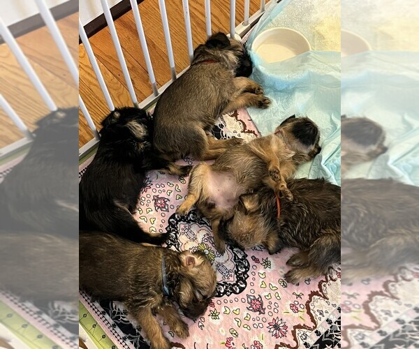 Medium Photo #1 Brussels Griffon Puppy For Sale in WYANDOTTE, MI, USA