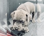 Small Photo #3 Cane Corso Puppy For Sale in SAINT JOSEPH, MO, USA