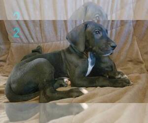 Great Dane Puppy for sale in BRAZORIA, TX, USA