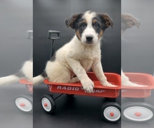 Texas Heeler Puppy for sale in GOSHEN, IN, USA