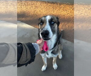 - Mix Dogs for adoption in Chandler, AZ, USA