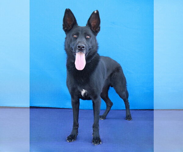 Medium Photo #2 German Shepherd Dog Puppy For Sale in Pasadena, CA, USA