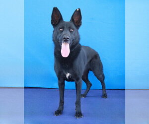 ALPHA - Male German Shepherd Dog Dog for Adoption - Photo #2