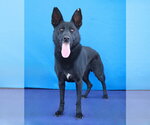 Small Photo #2 German Shepherd Dog Puppy For Sale in Pasadena, CA, USA