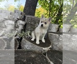 Small #3 Alaskan Klee Kai-Pomsky Mix