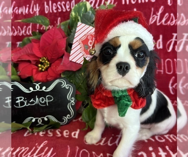 Medium Photo #1 Cavalier King Charles Spaniel Puppy For Sale in ABILENE, TX, USA