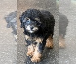 Small #8 Poodle (Miniature)