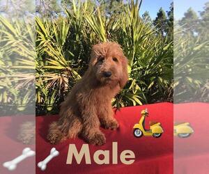 Goldendoodle-Poogle Mix Puppy for sale in FLORENCE VILLA, FL, USA