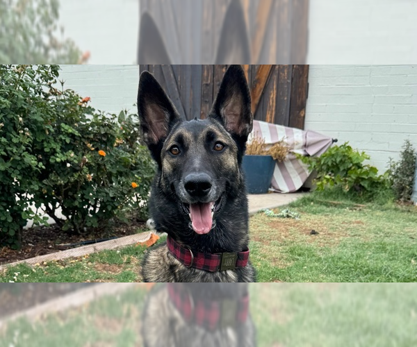 Medium Photo #2 German Shepherd Dog-Unknown Mix Puppy For Sale in Imlay City, MI, USA